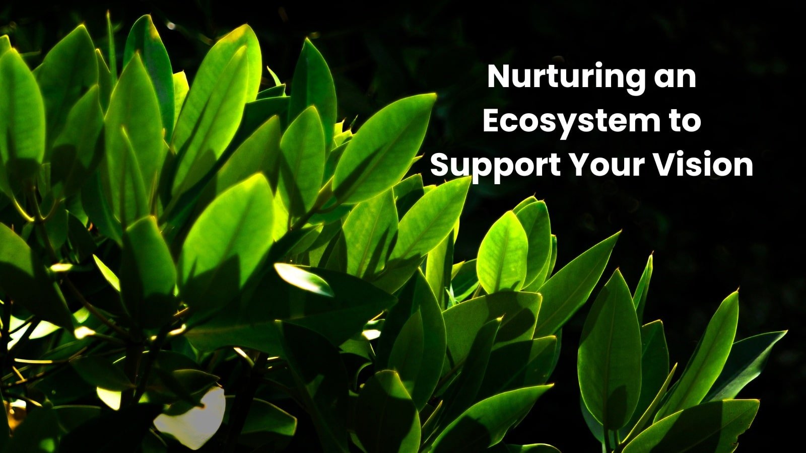 Nurturing an Ecosystem to Support Your Vision