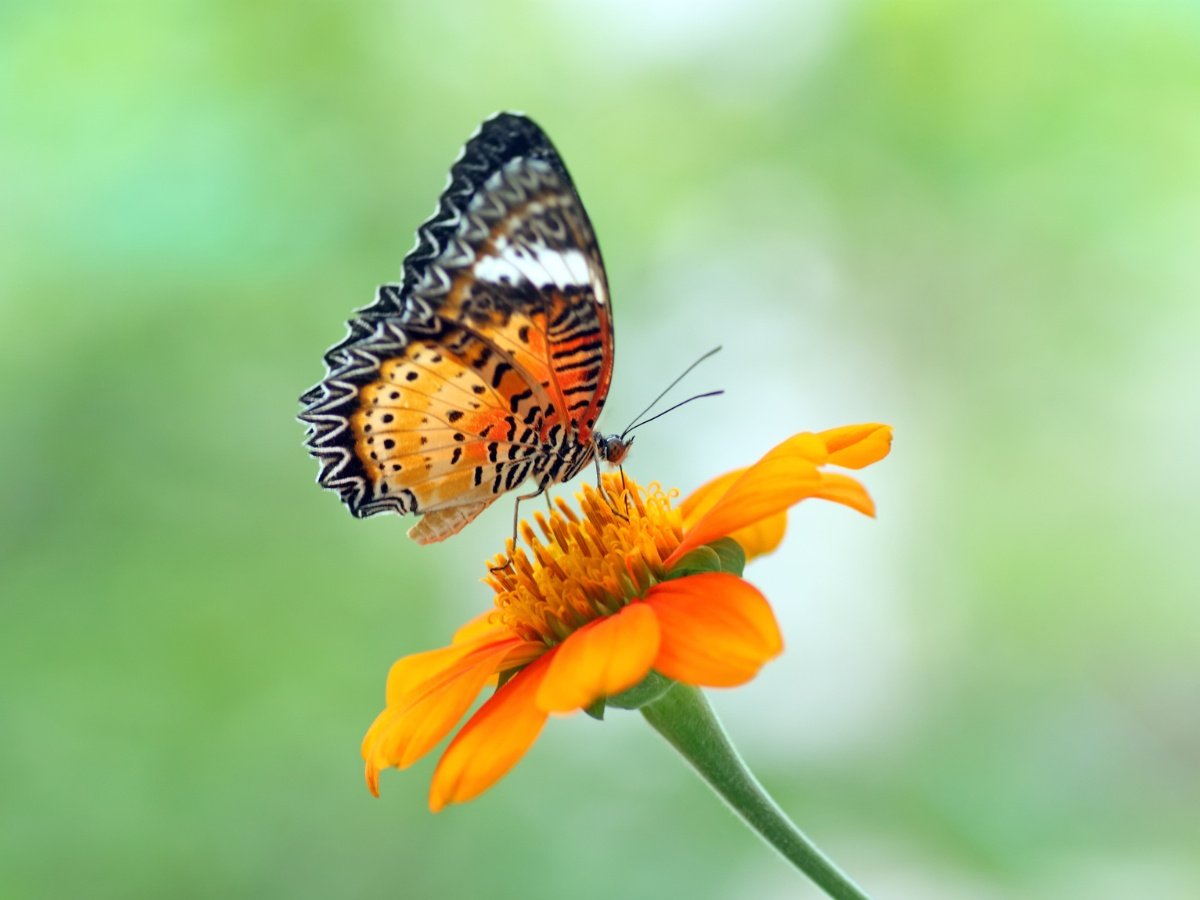 Inhabit a Different Pace