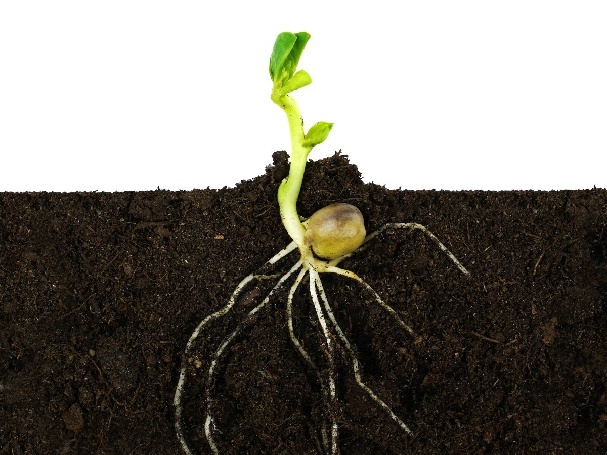 Root Before You Rise